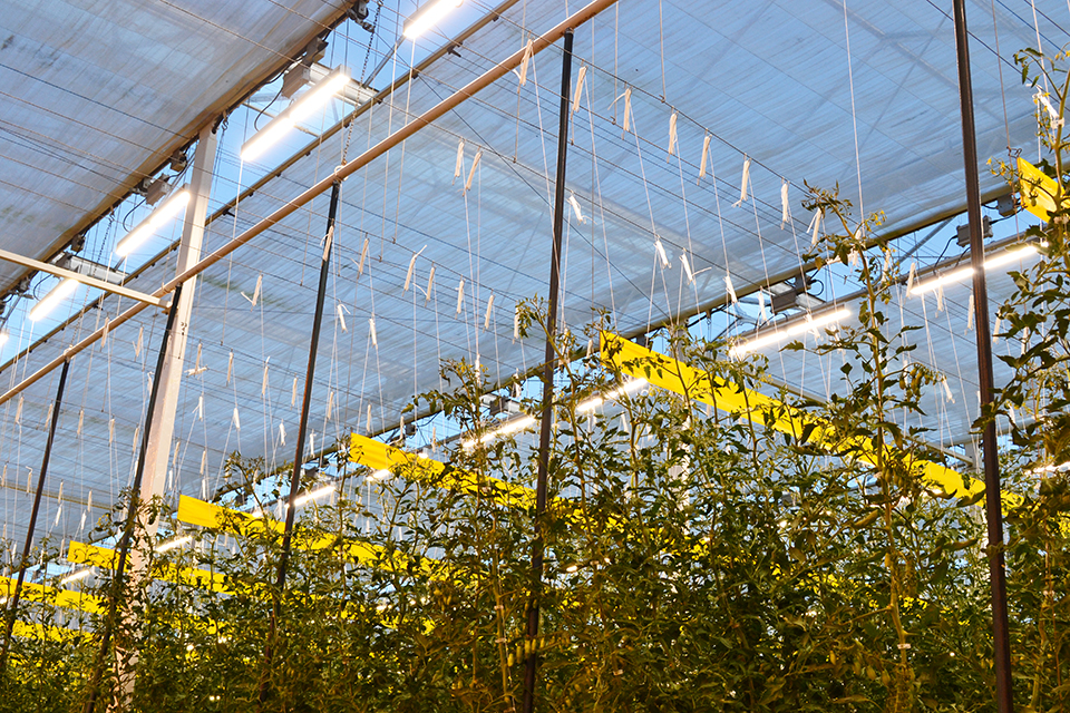 LED lighting inside Great Northern Hydroponics greenhouse