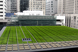 Learn more about TD's living roof at greenreason.ca