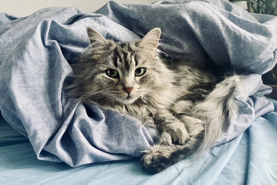 Shuba the Siberian cat laying in a blanket